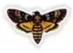 Moth sticker
